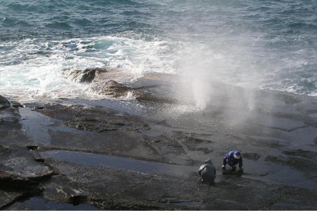 十六島岩のり 焙り十六島海苔 7g 十六島海苔通販は岩のり工房